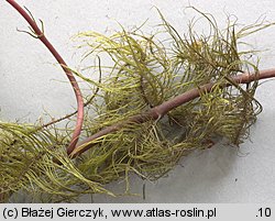 Trapa natans s.l. (kotewka orzech wodny)