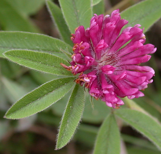 Trifolium alpestre