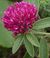 Trifolium alpestre