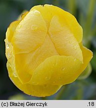 Trollius altissimus (pełnik alpejski)