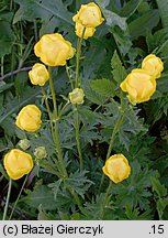 Trollius altissimus (pełnik alpejski)