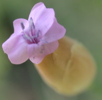 Petrorhagia prolifera (goździcznik wycięty)