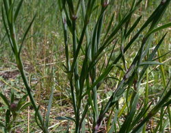 Petrorhagia prolifera (goździcznik wycięty)