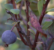 Vaccinium uliginosum (borówka bagienna)