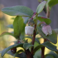 Vaccinium uliginosum (borówka bagienna)