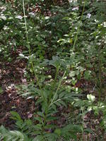 Valeriana officinalis