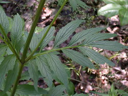 Valeriana officinalis