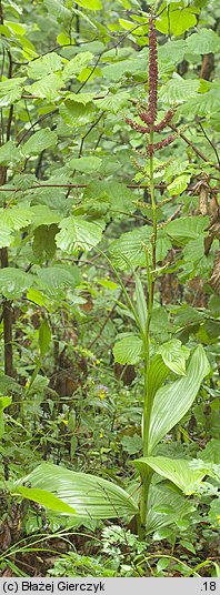 Veratrum nigrum (ciemiężyca czarna)