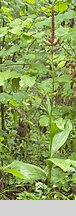 Veratrum nigrum (ciemiężyca czarna)