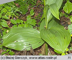 Veratrum nigrum (ciemiężyca czarna)