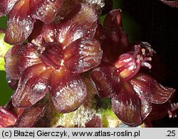 Veratrum nigrum (ciemiężyca czarna)