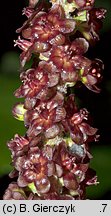 Veratrum nigrum (ciemiężyca czarna)