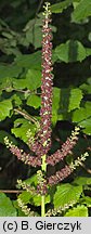 Veratrum nigrum (ciemiężyca czarna)