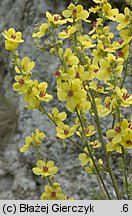 Verbascum chaixii ssp. austriacum (dziewanna Chaixa austriacka)