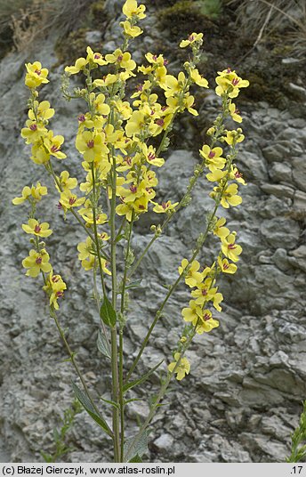 Verbascum chaixii ssp. austriacum (dziewanna Chaixa austriacka)