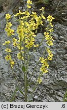 Verbascum chaixii ssp. austriacum (dziewanna Chaixa austriacka)