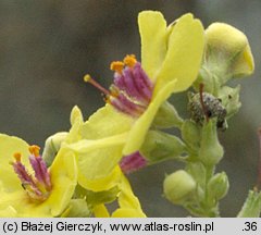 Verbascum chaixii ssp. austriacum (dziewanna Chaixa austriacka)