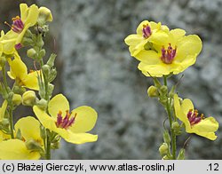 Verbascum chaixii ssp. austriacum (dziewanna Chaixa austriacka)