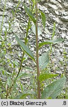 Verbascum chaixii ssp. austriacum (dziewanna Chaixa austriacka)