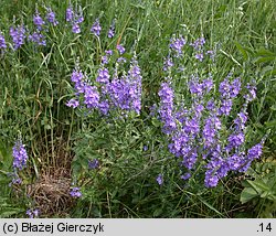 Veronica teucrium (przetacznik pagórkowy)