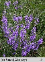 Veronica teucrium (przetacznik pagórkowy)