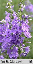 Veronica teucrium (przetacznik pagórkowy)