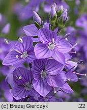 Veronica teucrium (przetacznik pagórkowy)