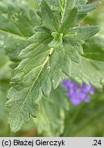 Veronica teucrium (przetacznik pagórkowy)