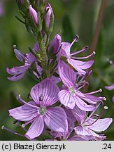 Veronica teucrium (przetacznik pagórkowy)