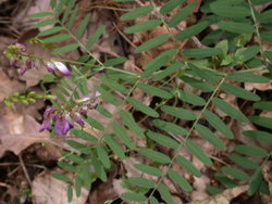 Vicia cassubica