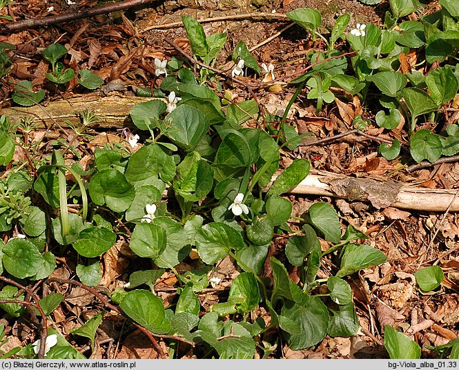 Viola alba (fiołek biały)