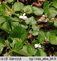 Viola alba (fiołek biały)