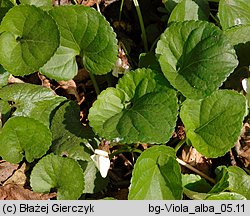 Viola alba (fiołek biały)