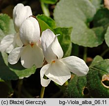 Viola alba (fiołek biały)