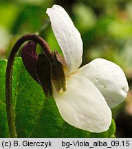 Viola alba (fiołek biały)