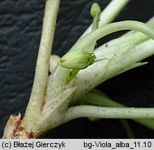 Viola alba (fiołek biały)