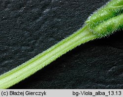 Viola alba (fiołek biały)