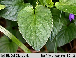 Viola canina (fiołek psi)