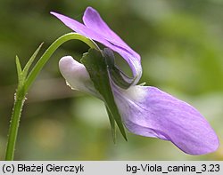 Viola canina (fiołek psi)