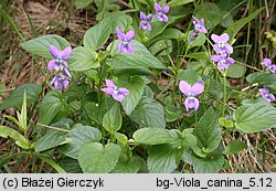 Viola canina (fiołek psi)