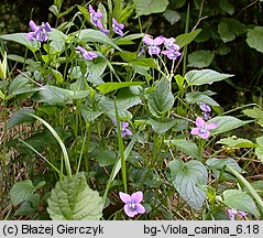 Viola canina s.str. (fiołek psi)