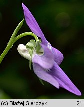 Viola canina (fiołek psi)