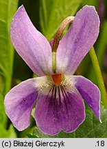 Viola suavis (fioÅ‚ek bÅ‚awatkowy)