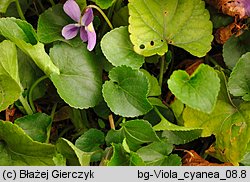 Viola suavis (fioÅ‚ek bÅ‚awatkowy)