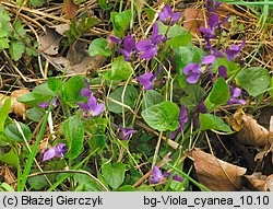 Viola suavis (fiołek bławatkowy)