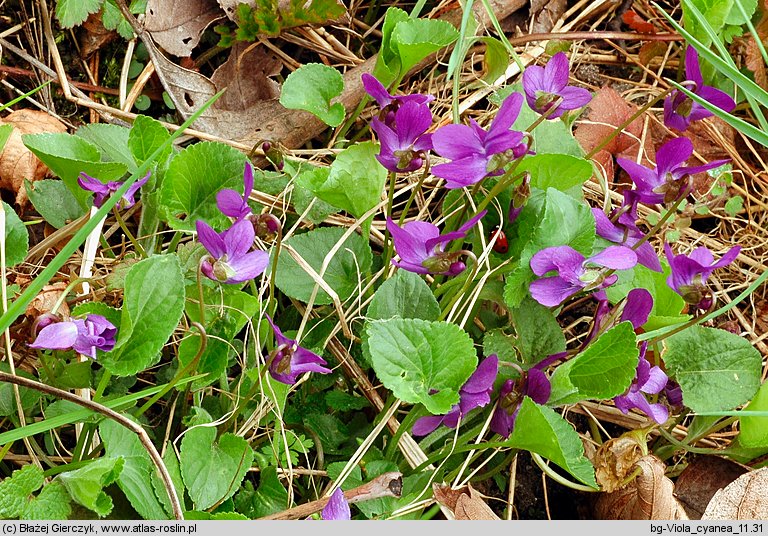 Viola suavis (fiołek bławatkowy)