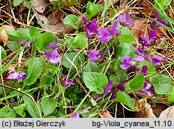 Viola suavis (fiołek bławatkowy)