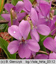 Viola hirta (fiołek kosmaty)