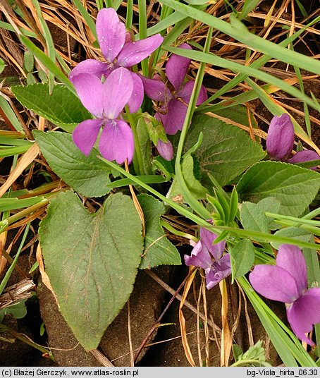 Viola hirta (fiołek kosmaty)