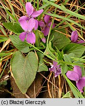 Viola hirta (fiołek kosmaty)